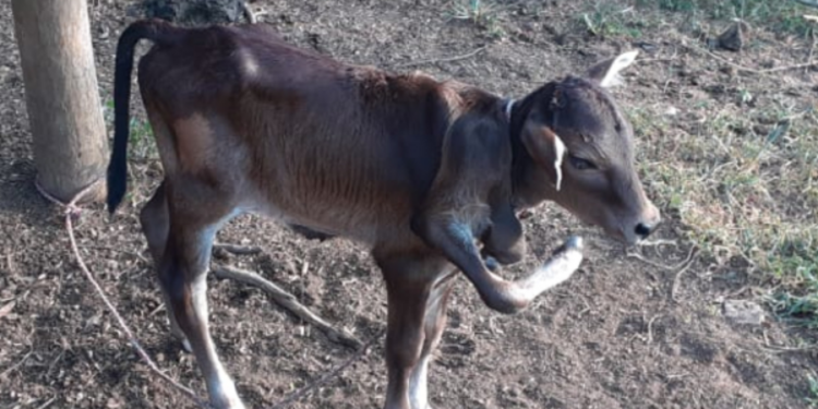 அதிசய வைக்கும் வகையில் கன்று ஈன்ற மாடு!