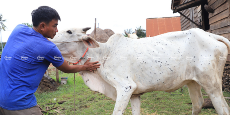 வடக்கு கிழக்கில் மாடுகளிடையே பரவும் புதிய தோல் நோய்