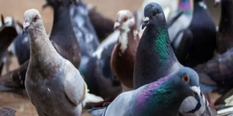 இலங்கையில் புறாக்கள் ஊடாக போதைப்பொருள்  விற்பனை