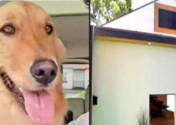 பல இலட்சம் ரூபா செலவில் நாய்க்கு வீடு கட்டிய பிரபல யூடியூபர்!