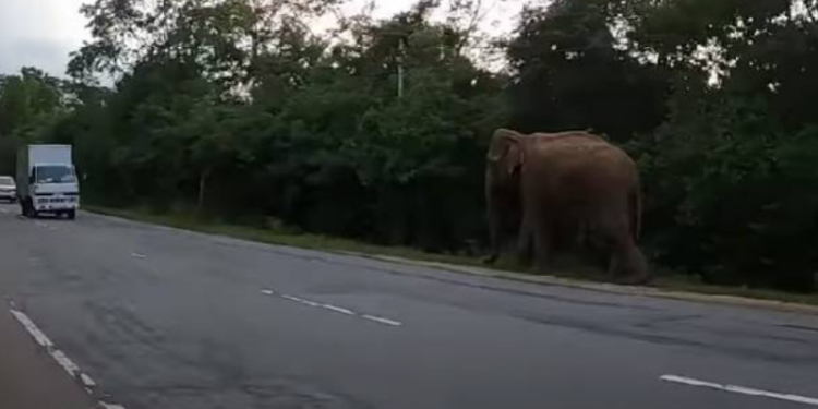 இலங்கை வந்த வெளிநாட்டு சுற்றுலா பயணிகளுக்கு காத்திருந்த அதிர்ச்சி!