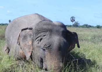 முல்லைத்தீவில் துப்பாக்கிச்சூட்டுக்கு இலக்கான யானை உயிரிழப்பு!