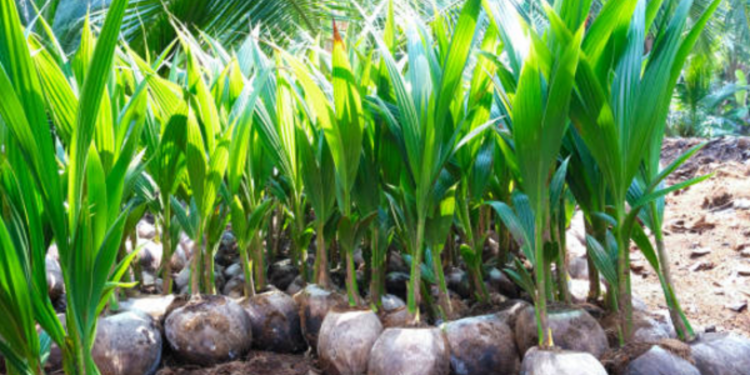 மாலைதீவிற்கு ஏற்றுமதி செய்யப்படும் இலங்கை தென்னங்கன்றுகள்