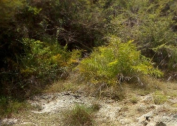 யாழில் அழுகிய நிலையில் மீட்க்கப்பட்ட சடலம்