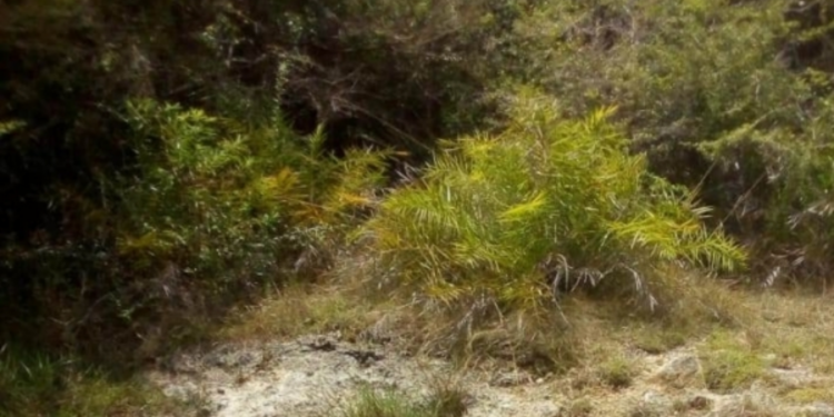 யாழில் அழுகிய நிலையில் மீட்க்கப்பட்ட சடலம்