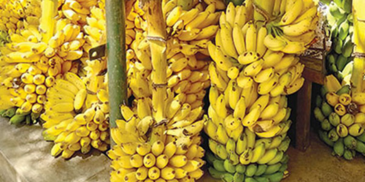 யாழிற்கு வாழைப்பழங்களால் குவியும் டொலர்கள்