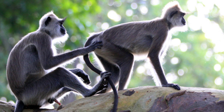 சீனாவிற்கு குரங்குகள் ஏற்றுமதி செய்வதில் திருப்பம்!