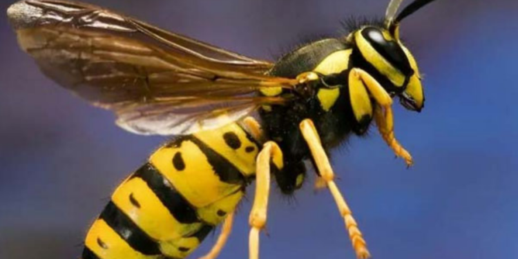 சுற்றுலா சென்ற மாணவர்கள் குழவிக் கொட்டுக்கு இலக்கு