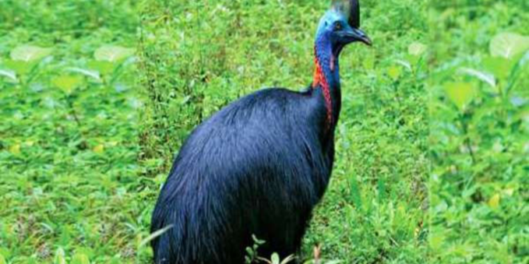 தாய்லாந்தில் இருந்து இலங்கைக்கு கொண்டு வரப்பட்ட பறக்க முடியாத பறவை