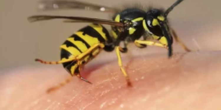 குழவிக் கொட்டுக்கு இலக்கான பெண் உயிரிழப்பு!