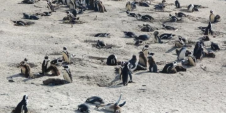 பறவைகளை விரட்டிக் கொண்டு சென்ற சிறுமியை காட்டிற்குள் இழுத்து  செல்ல முற்ப்பட்ட  இராணுவ கோப்ரல்  கைது!