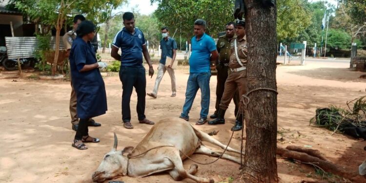 கால் நடை வைத்தியர்களின் அசமந்த போக்கு காரணமாக நான்கு கால்நடைகள் உயிரிழப்பு