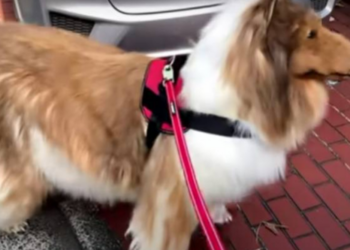 நாய்கள் மீதான தீரா காதலால் நாயாக மாறிய நபர்