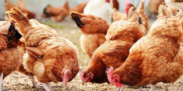 இலங்கையில் கோழி இறைச்சியை  உற்பத்தி செய்ய தயாராகும் இந்திய நிறுவனங்கள்