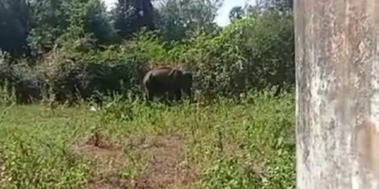 பாடசாலை வளாகத்தினுள் நுழைந்த யானையால் பரபரப்பு!