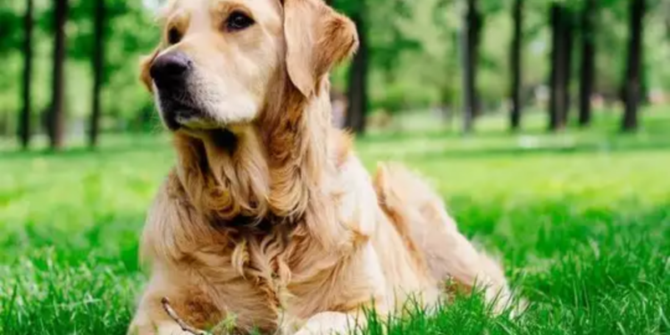 நாய் உண்ணியால் மூடப்படும் பாடசாலை