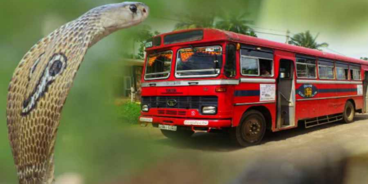 அரச பேருத்தினுள் பாம்பால் பரபரப்பு!