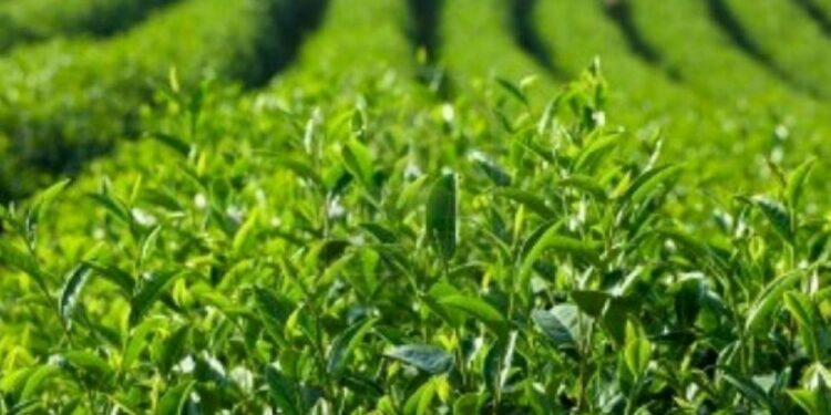 தேயிலை ஏற்றுமதியில் சீனாவிற்கு அடுத்து இலங்கை