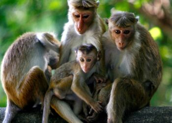 சீனாவிற்கு  ஏற்றுமதி செய்ய தீர்மானம்!