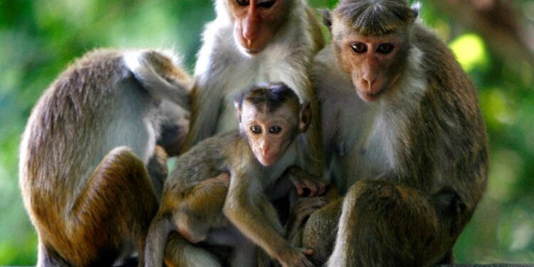 சீனாவிற்கு ஏற்றுமதி செய்ய தீர்மானம்!