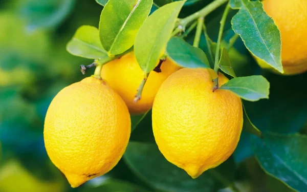 தொடர்ச்சியாக அதிகரிக்கும் தேசிக்காய் விலை