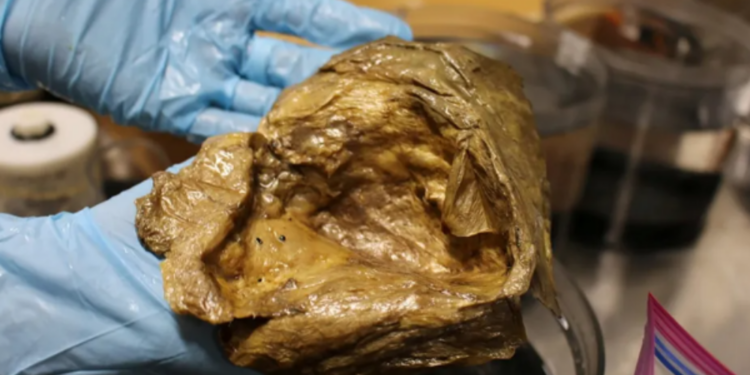 ஆழ்கடலில் கண்டுபிடிக்கப்பட்ட தங்க முட்டை