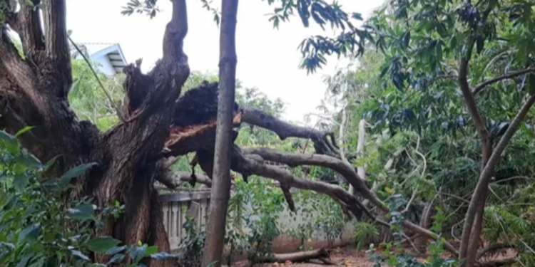 திடீரென சரிந்து விழுந்த மரம் தெய்வாதீனமாக உயிர் தப்பிய சாரதி!
