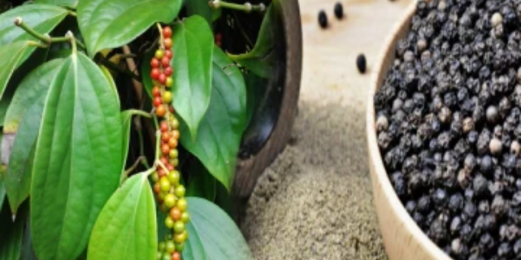 இதனை மட்டும் சாப்பிட்டால் போதும் உடலில் இருக்கும் நோய்கள் காணமல் போய்விடும்