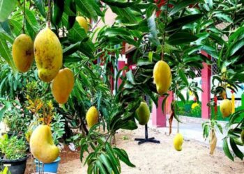 மாம்பழ உற்பத்தியில் சாதனை படைத்த பெண் அதிபர்