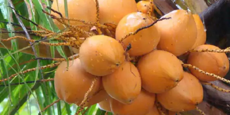 நாட்டில் செவ்விளநீரின் ஏற்றுமதி அதிகரிப்பு!