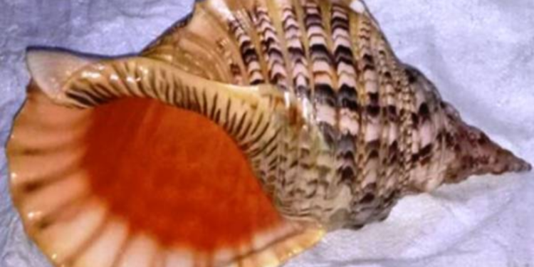 அரியவகை வலம்புரி சங்குடன்  இளைஞர் ஒருவர் கைது!