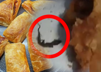 சிக்கன் பப்ஸ் இல் பல்லி