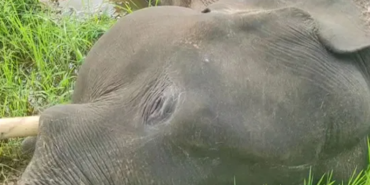 கொம்பன் யானை பரிதாப மரணம்!