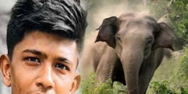 காட்டு யானை தாக்குதலால் ஒருவர் உயிரிழப்பு!