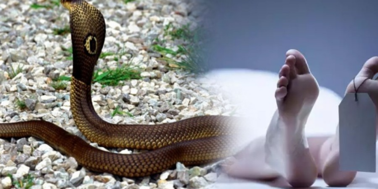 யாழில் பாம்புக் கடிக்கு இலக்கான குடும்பஸ்தர் உயிரிழப்பு!