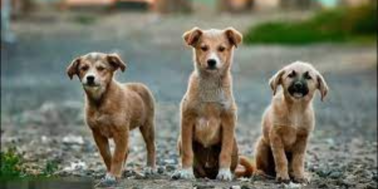 யாழில் உள்ள வளர்ப்பு நாய்கள் தொடர்பில் முக்கிய அறிவிப்பு!
