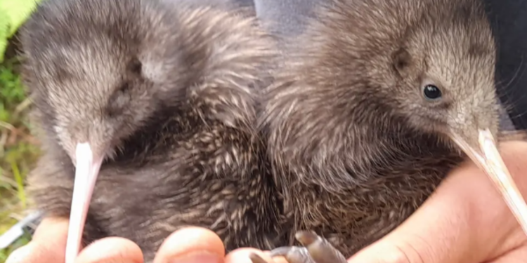 100 ஆண்டுகளுக்குப் பிறகு பிறந்த தேசியப் பறவை!