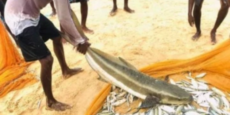 யாழில் மீனவனின் வலையில் சிக்கிய மீன்