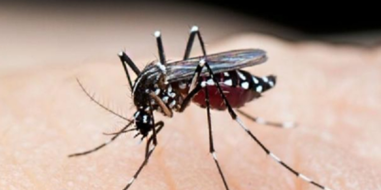 நாட்டின் ஜந்து மாவட்டங்களுக்கு டெங்கு எச்சரிக்கை விடுப்பு!