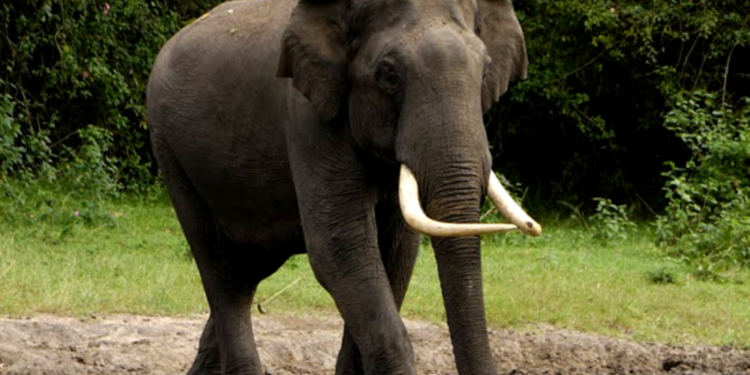 காட்டு யானை தாக்கியதில் பெண் ஒருவர் உயிரிழப்பு!