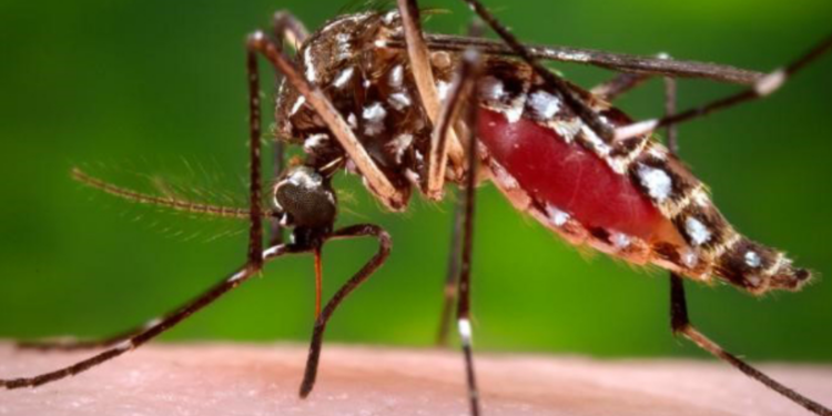 யாழில் ஒரே நாளில் அதிகளவான டெங்கு நோயாளர்கள் அடையாளம் காணப்பட்டுள்ளனர்!