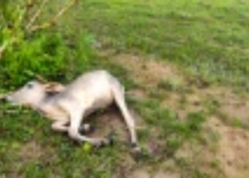 மயிலத்தமடு, மாதவனை பகுதியில்  கொல்லப்படும் மாடுகள்!