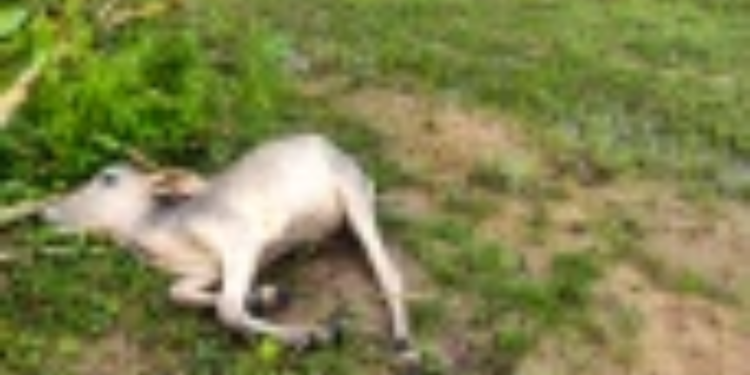 மயிலத்தமடு, மாதவனை பகுதியில்  கொல்லப்படும் மாடுகள்!