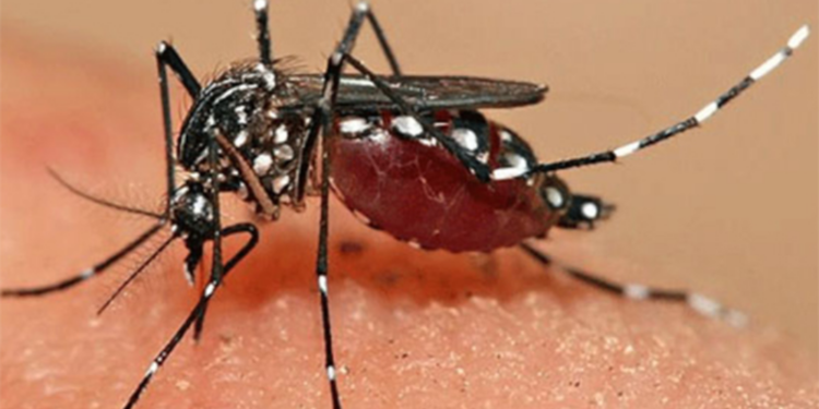 யாழில்  130 பேருக்கு டெங்கு!