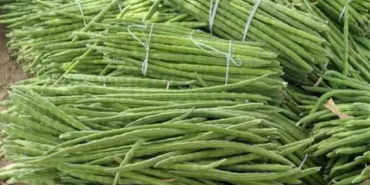 யாழில் உச்சத்தை தொட்ட முருங்கைக்காய் விலை!