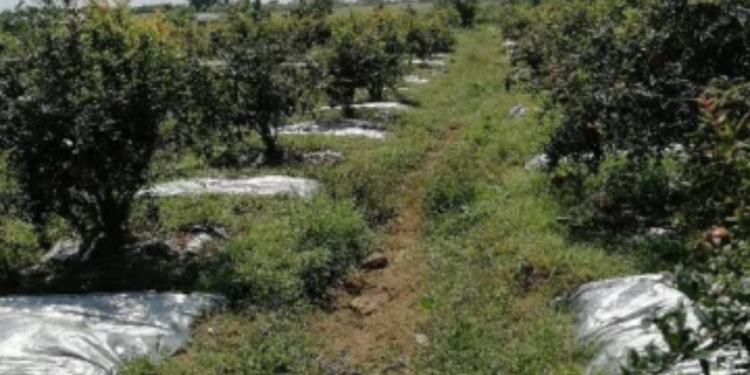 தமிழர் பகுதியில் மாதுளைத் தோட்டத்தை பார்வையிட குவியும் மக்கள்