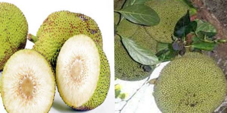 சந்தையில் பலா, ஈரப்பலா போன்றவற்றின் விலை அதிகரிப்பு!