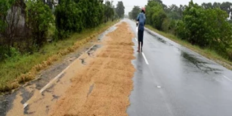 பாதிக்கப்பட்டுள்ள கிளிநொச்சி விவசாயிகள்!