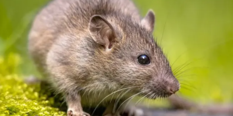 எலி சண்டையால்  ஒருவர் உயிரிழப்பு!