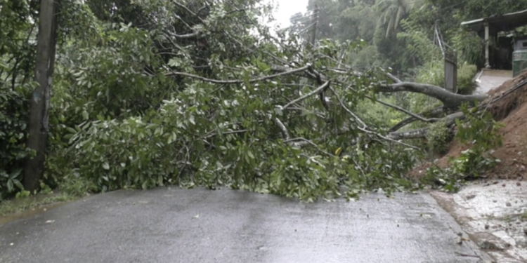 கம்பளை – கஹட்டபிட்டிய பகுதியில் மரம் முறிந்து வீழ்ந்ததில் மற்றுமோர் சிறுவன் உயிரிழப்பு!